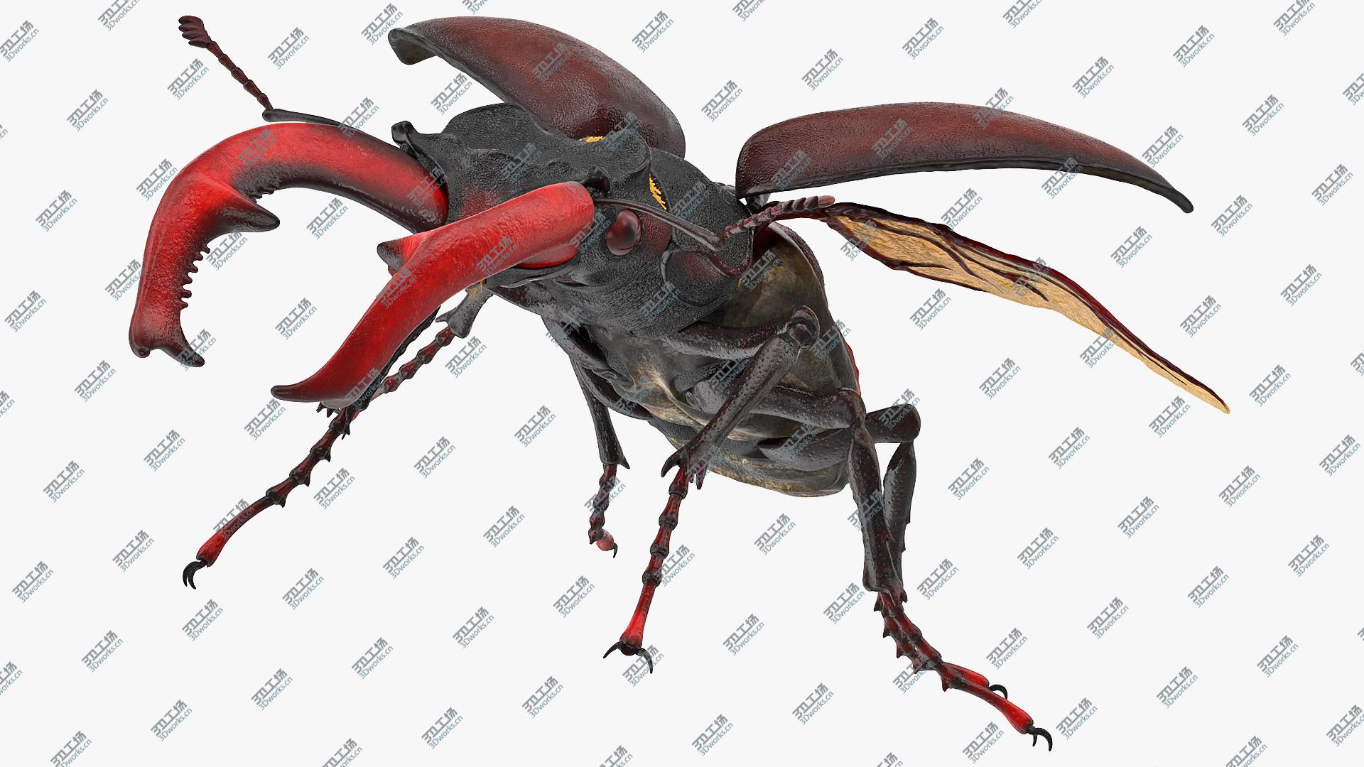 images/goods_img/2021040164/3D Lucanus Cervus Stag Beetle Flying with Fur/1.jpg